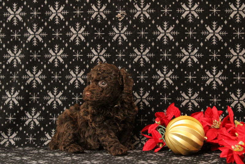 puppy, for, sale, Toy Poodle, Matthew B. Stoltzfus, dog, breeder, Gap, PA, dog-breeder, puppy-for-sale, forsale, nearby, find, puppyfind, locator, puppylocator, aca